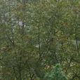 簸箕村(雲南省楚雄市大姚縣六苴鎮簸箕村) 簸箕村(雲南省楚雄市大姚縣六苴鎮簸箕村)