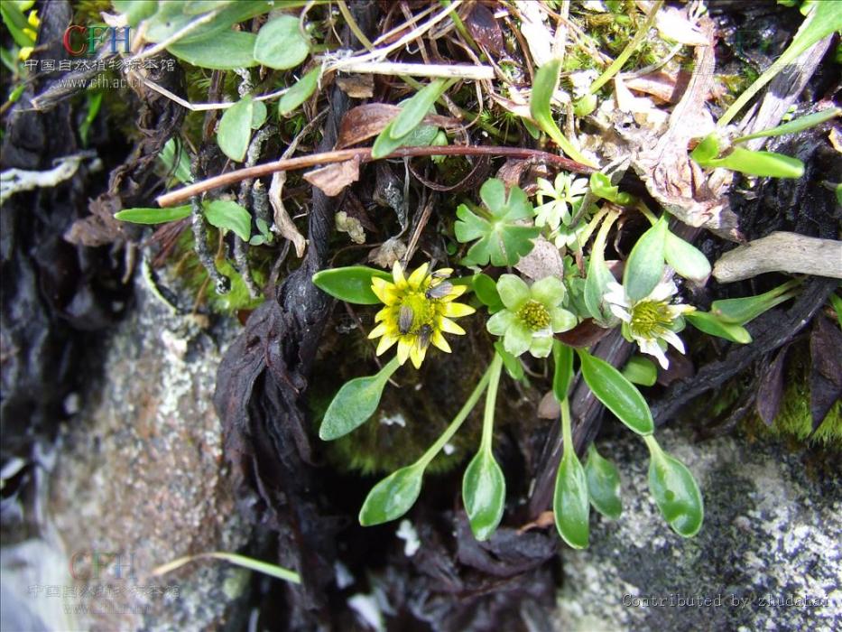 小鴉跖花 小鴉跖花