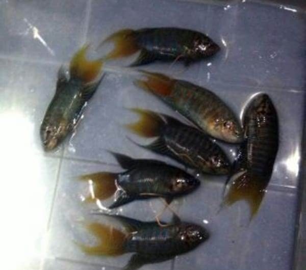 那角微沙蟎 那角微沙蟎