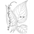 長葉楊 長葉楊