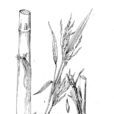 石棉玉山竹 石棉玉山竹