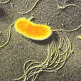螢光假單胞菌