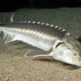 俄羅斯鱘魚 俄羅斯鱘魚