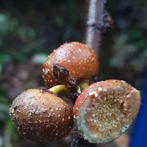 Ficus vogeliana