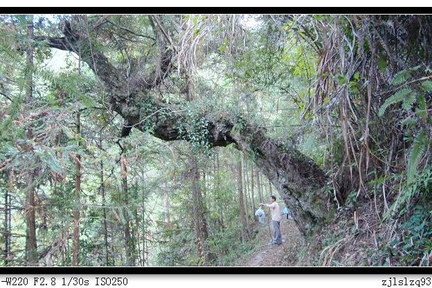 麻竹坪村 麻竹坪村