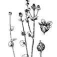 辣根菜 辣根菜