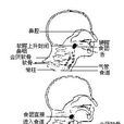 吞咽 吞咽