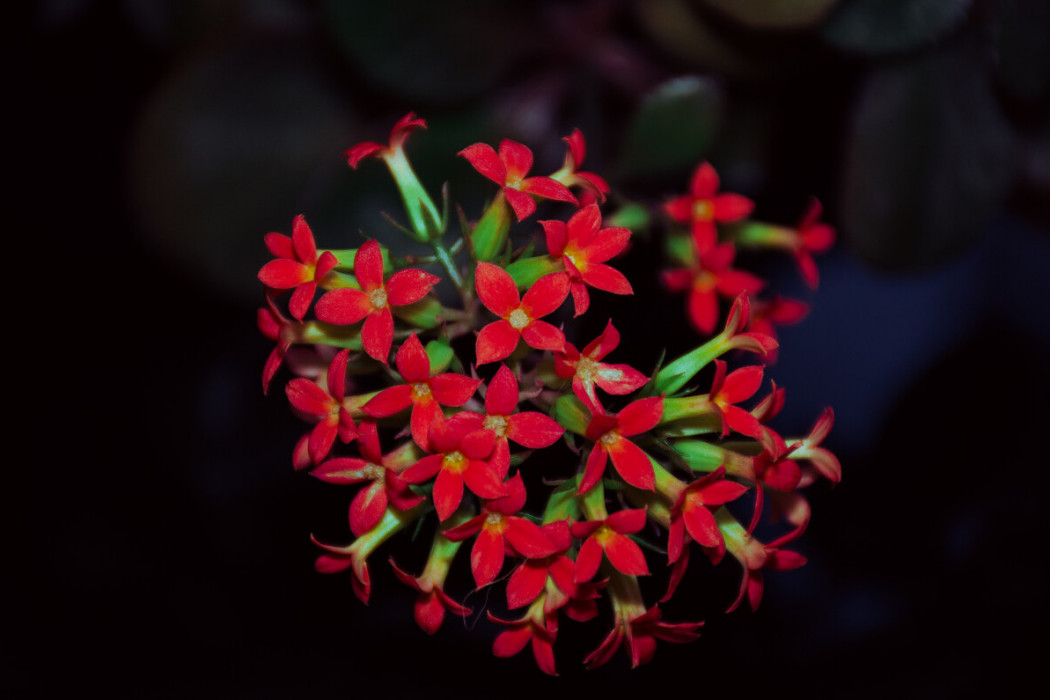 紅花臉 紅花臉