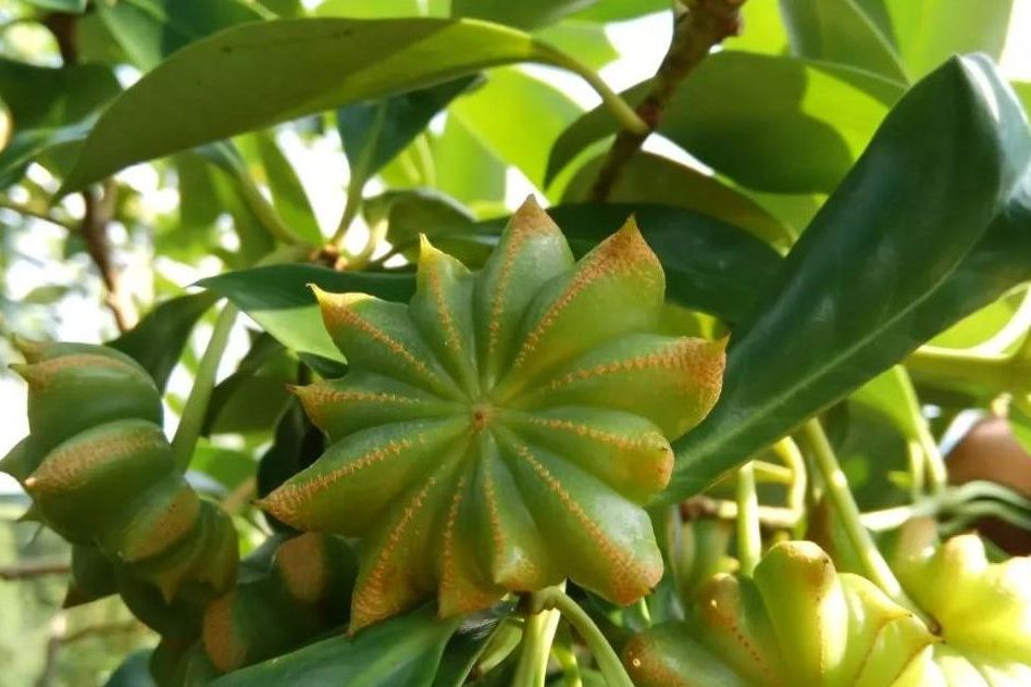 花葉八角 花葉八角