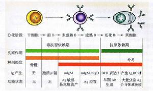 B細胞分化、成熟和抗原誘導的關係