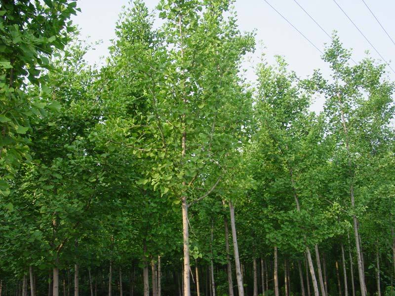 朗張村 朗張村