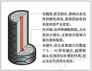 毛鱗片