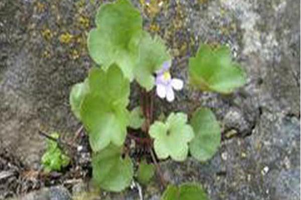 Cymbalaria muralis