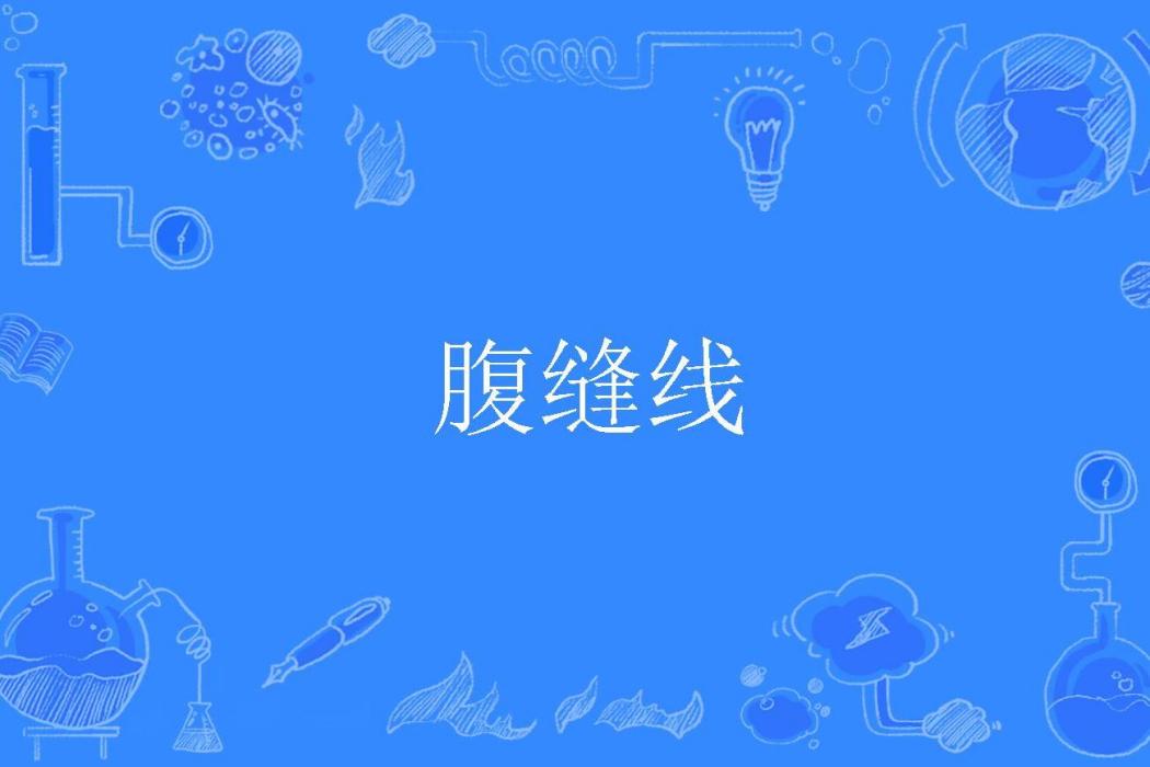 腹縫線 腹縫線