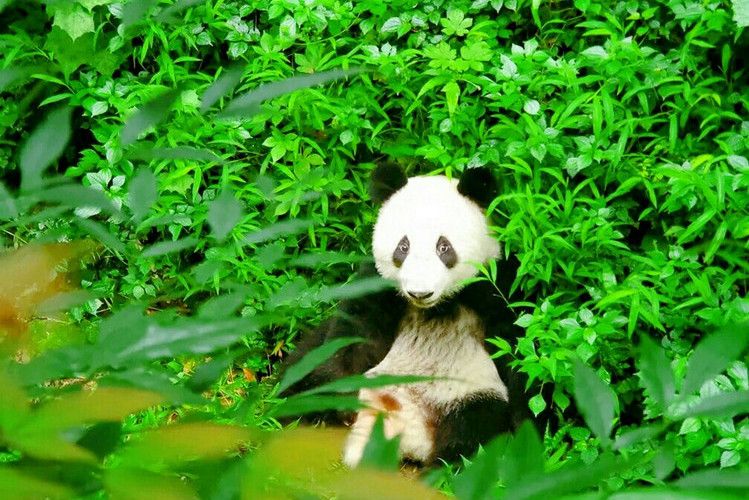 熊貓生態公園 熊貓生態公園