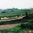 香地 香地
