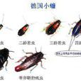 德國小蠊(德國小強)