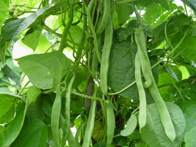 芸豐架豆 芸豐架豆