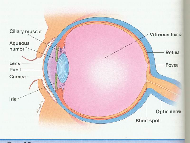 色素性視網膜炎