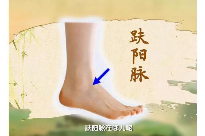 趺陽脈(趺陽)