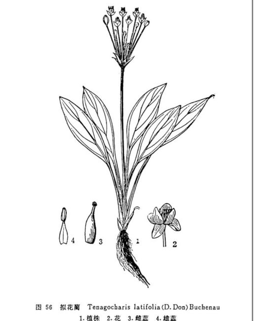 擬花藺屬 擬花藺屬