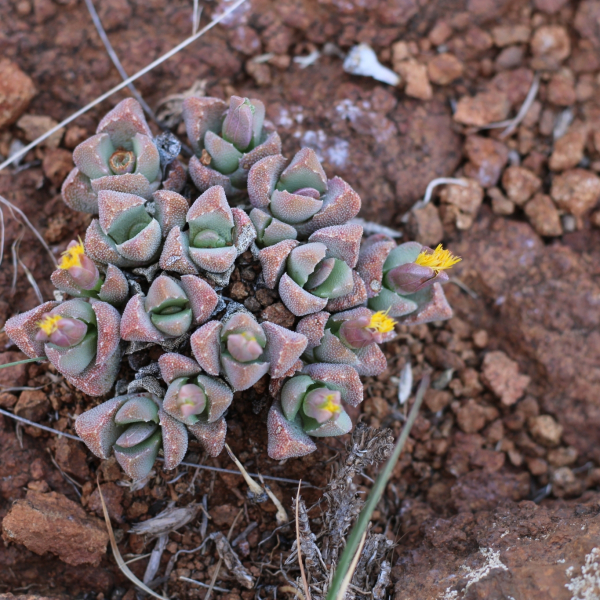 Stomatium braunsii
