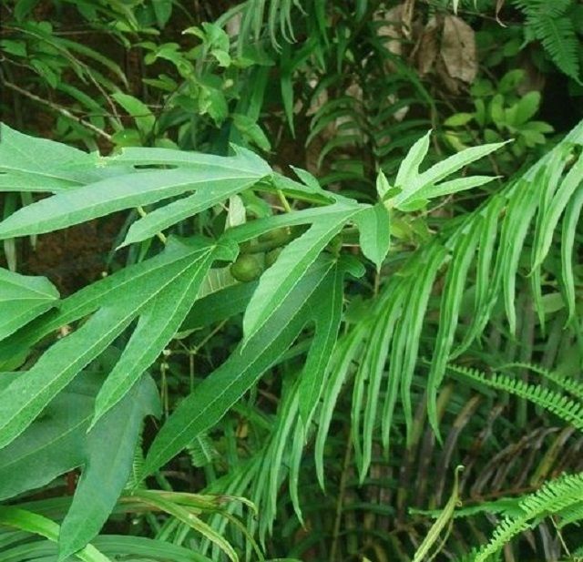 極簡榕 極簡榕