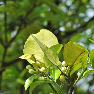 橘紅(芸香科柑橘屬柚栽培品種)