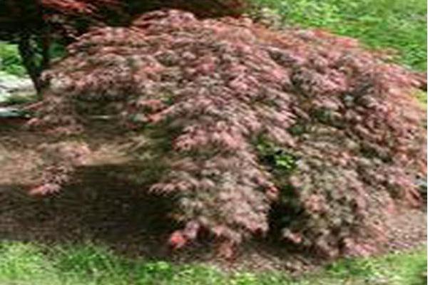 Acer palmatum var. dissectum \x27Inaba-shidare\x27 Acer palmatum var. dissectum \x27Inaba-shidare\x27