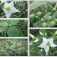 紫花茄 紫花茄