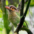 斑頭綠擬啄木鳥