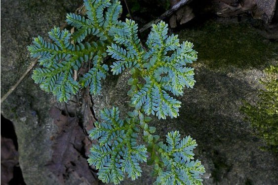 台灣膜蕨 台灣膜蕨