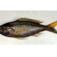日本紫魚 日本紫魚