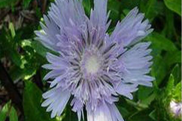 Stokesia laevis Stokesia laevis