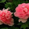 真情(薔薇屬月季栽培品種) 真情(薔薇屬月季栽培品種)