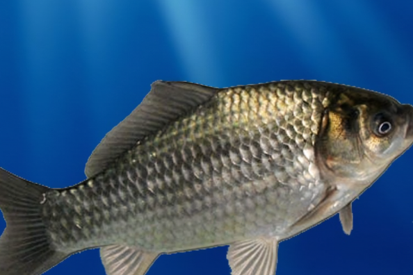 醉草魚 醉草魚