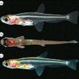 胖嬰魚 胖嬰魚