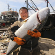 黃金鮁魚 黃金鮁魚