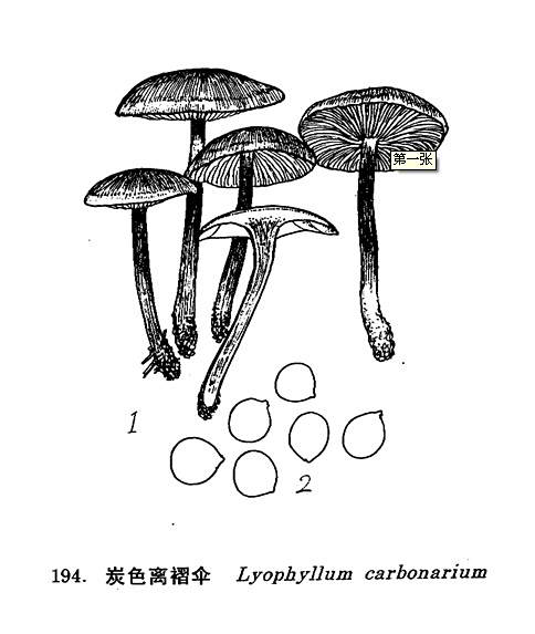 炭色離褶傘 炭色離褶傘