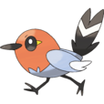 小箭雀(稚更鳥) 小箭雀(稚更鳥)