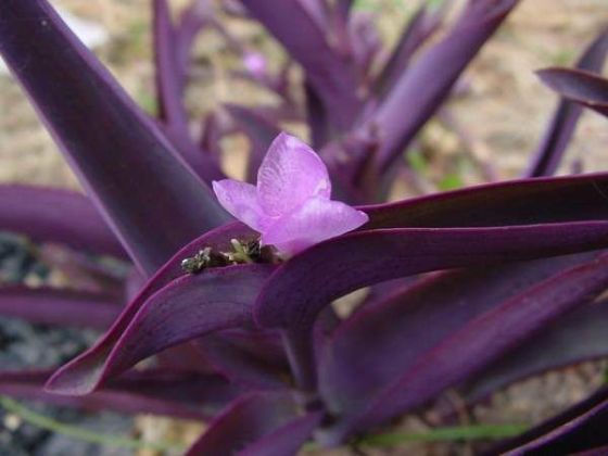 紫背鴨趾草