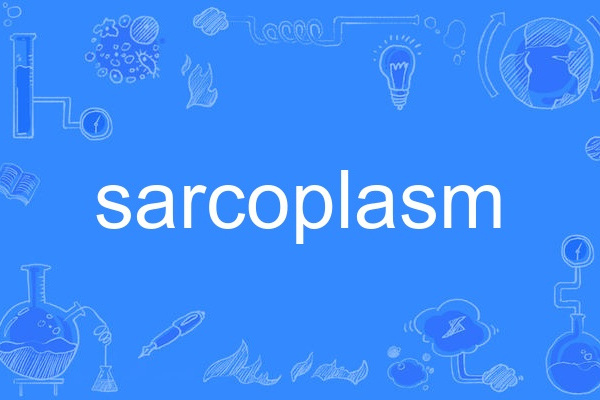 sarcoplasm sarcoplasm