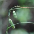 華芒鱗苔草 華芒鱗苔草