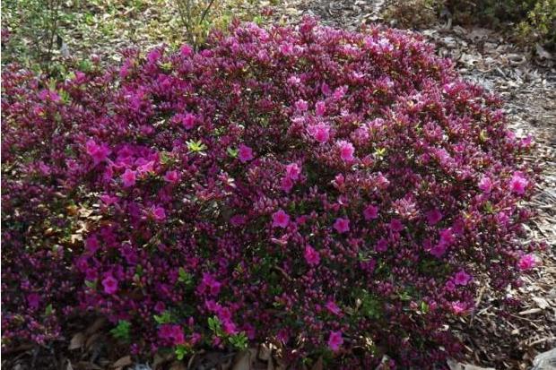 Rhododendron \x27Girard Dwarf Lavender\x27