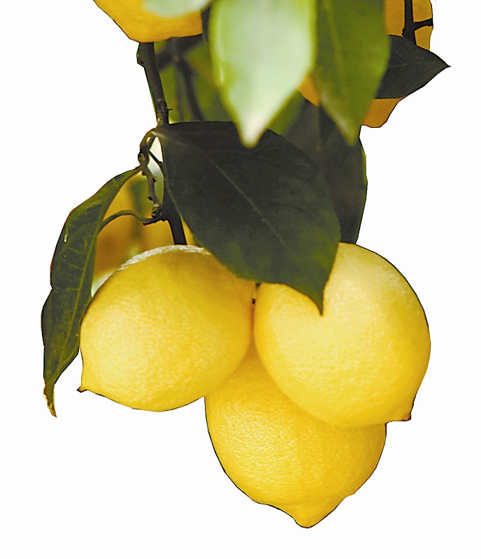 安岳檸檬