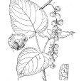 梧桐楊 梧桐楊