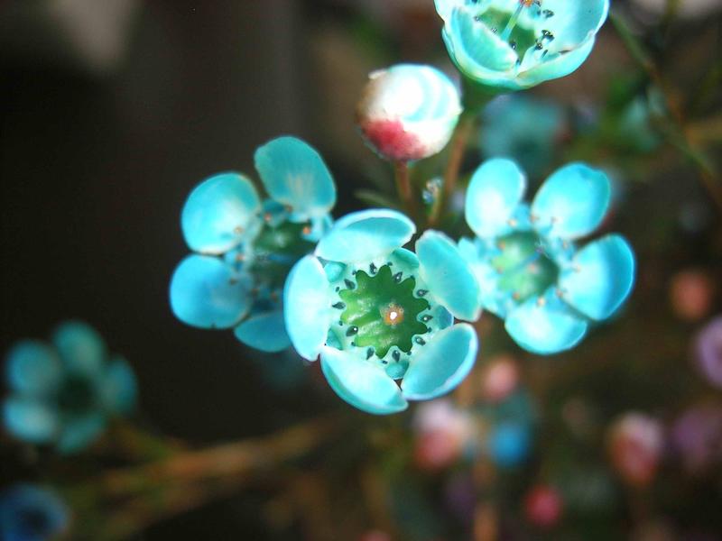 藍珍珠長春花