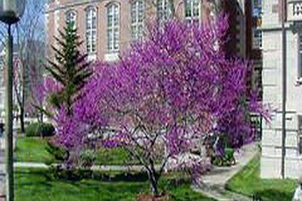 Cercis canadensis var. texensis \x27Oklahoma\x27 Cercis canadensis var. texensis \x27Oklahoma\x27