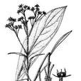 藥用倒提壺(多年生草本) 藥用倒提壺(多年生草本)