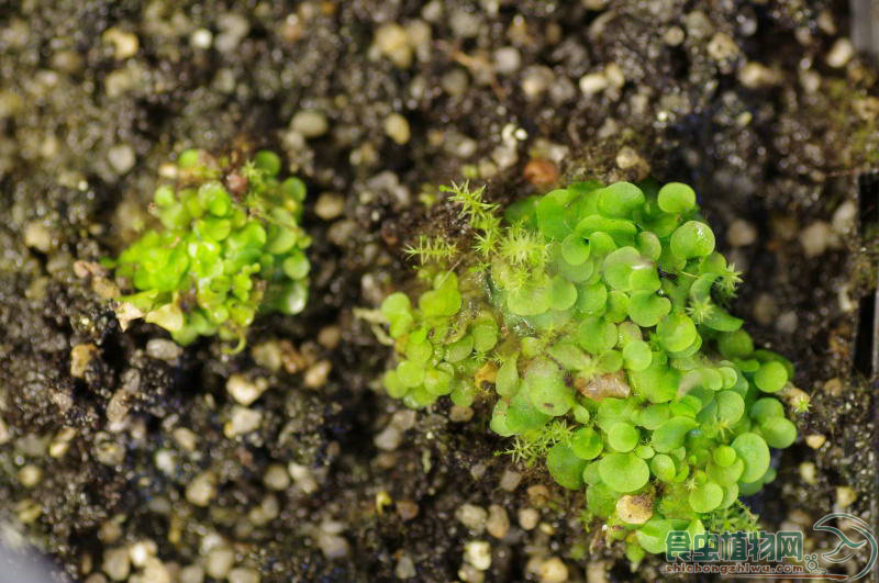 細枝螺旋狸藻